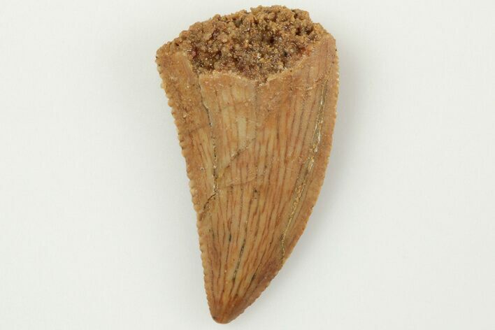 Serrated, .69" Raptor Tooth - Real Dinosaur Tooth